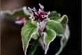 Premier givre